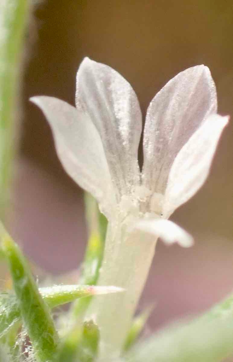 Eriastrum hooveri