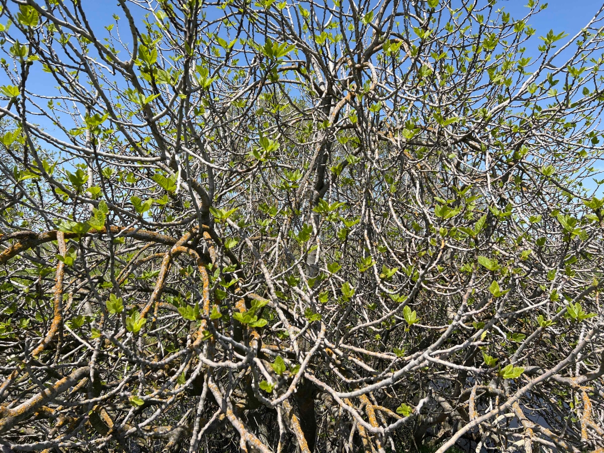 Ficus carica