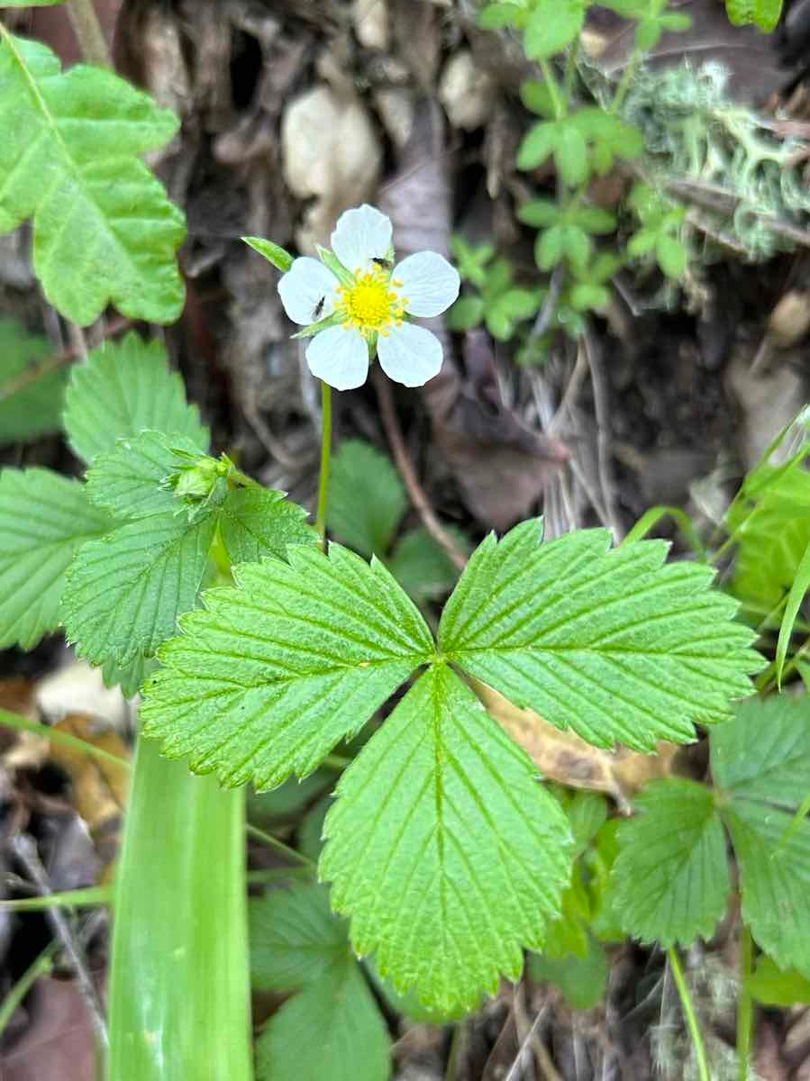 Fragaria vesca