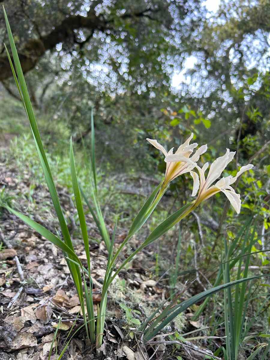 Iris fernaldii