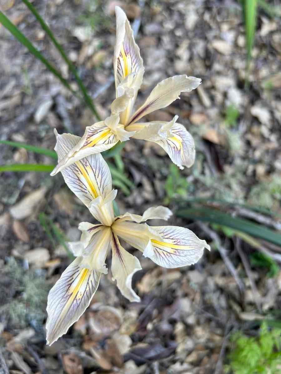 Iris fernaldii