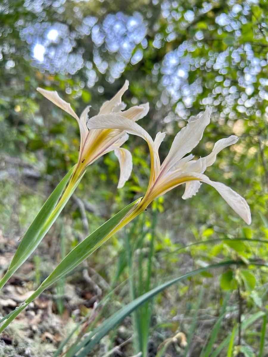 Iris fernaldii