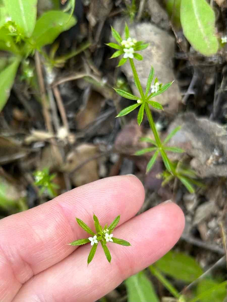 Galium aparine