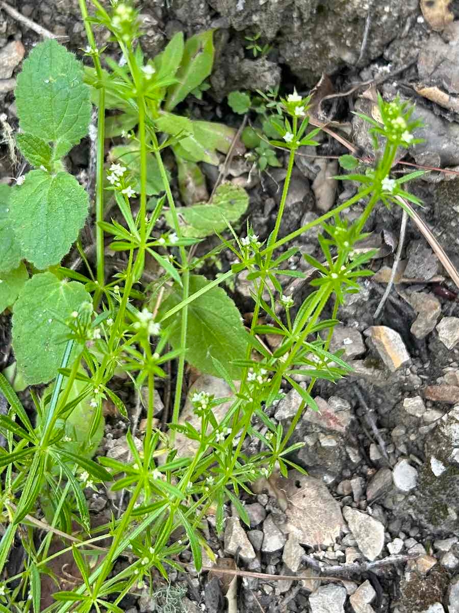 Galium aparine