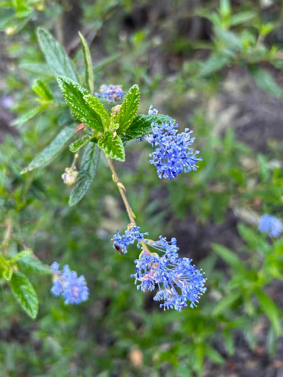 Ceanothus papillosus