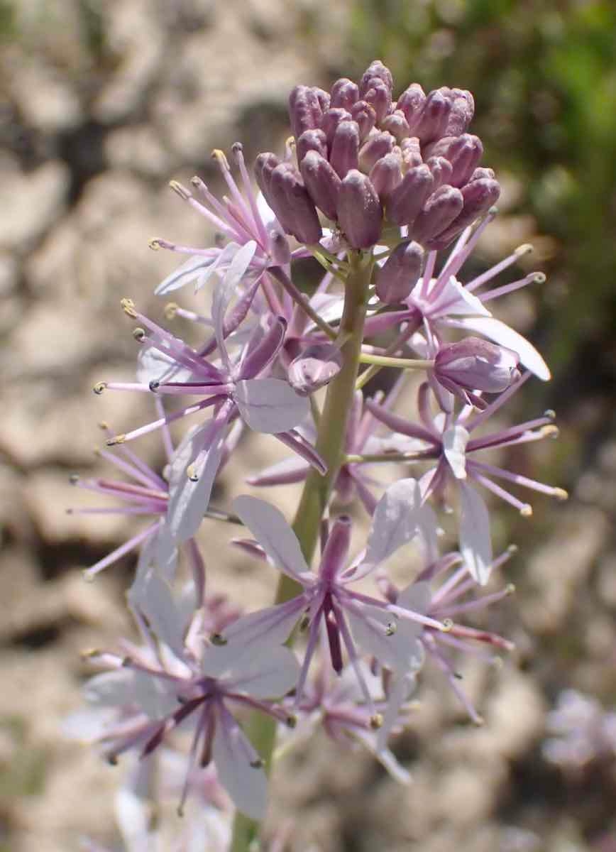 Caulanthus anceps