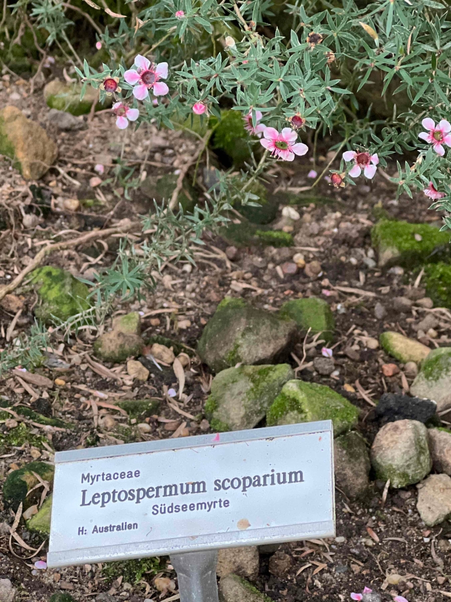 Leptospermum scoparium