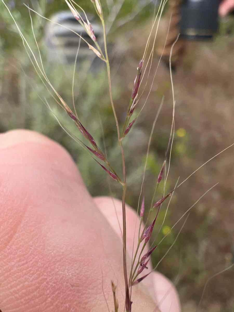 Muhlenbergia microsperma