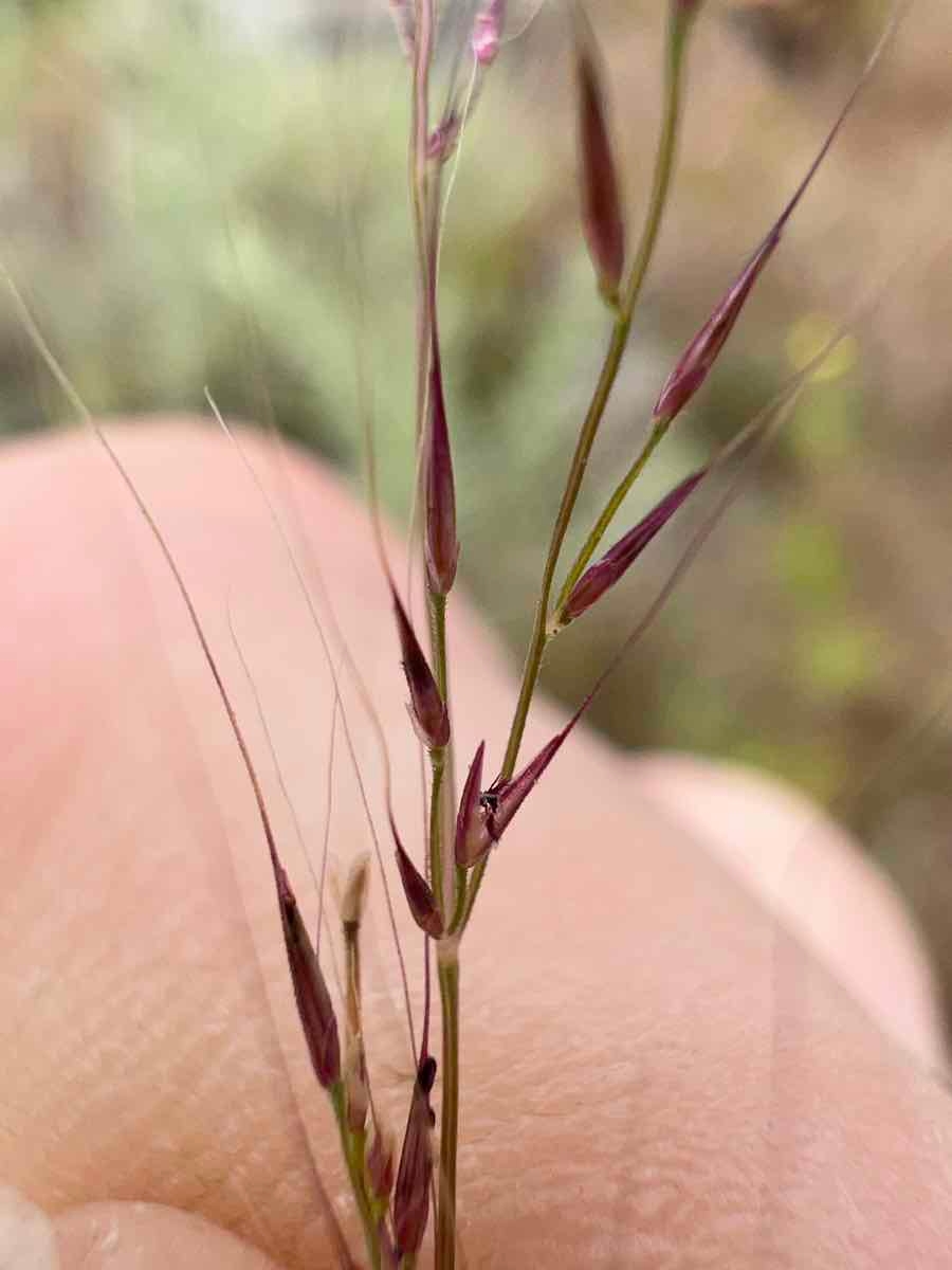 Muhlenbergia microsperma