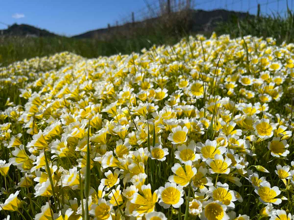 Limnanthes douglasii