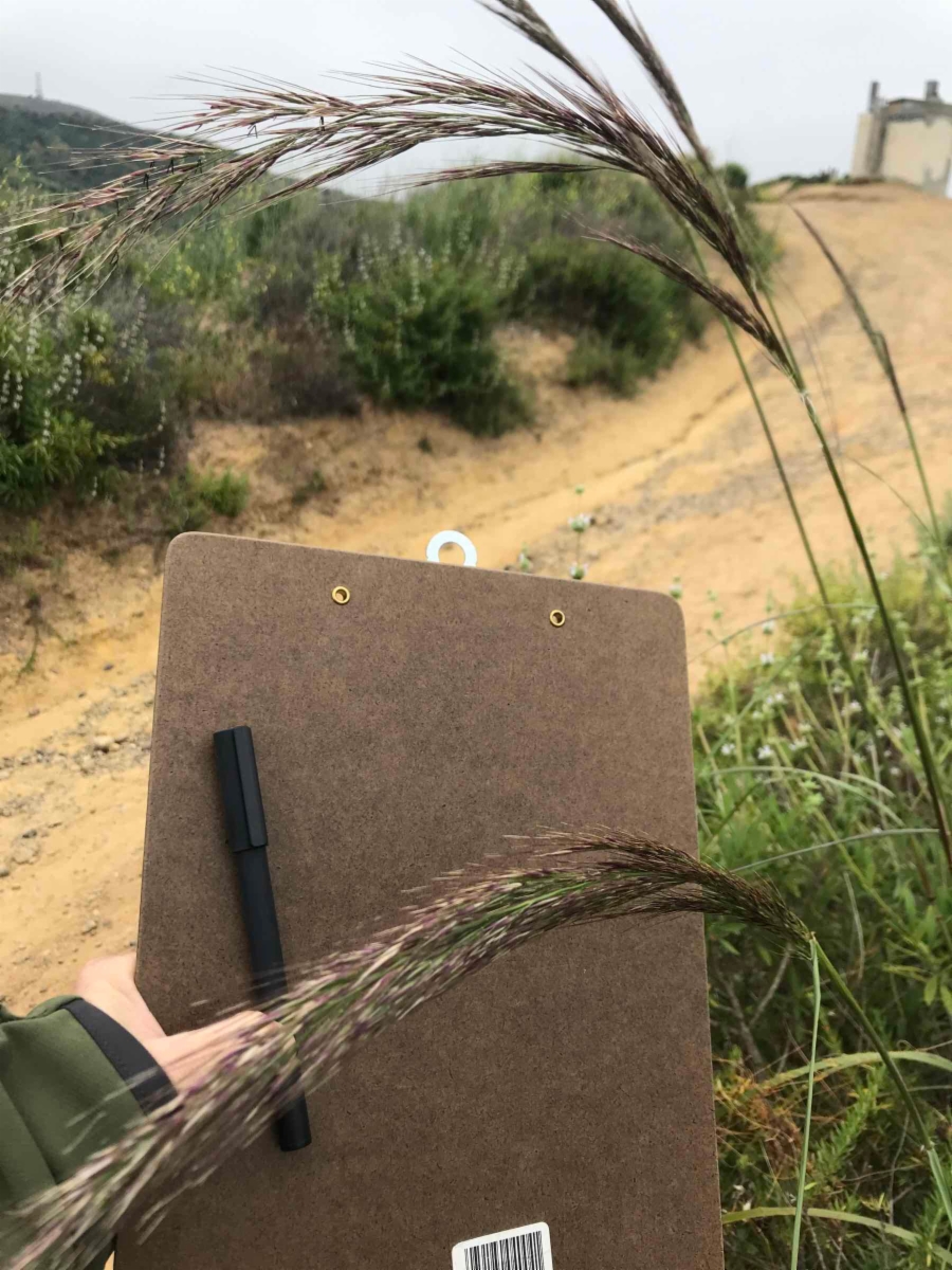 Stipa coronata