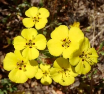 Camissonia bistorta