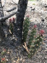 Cylindropuntia californica