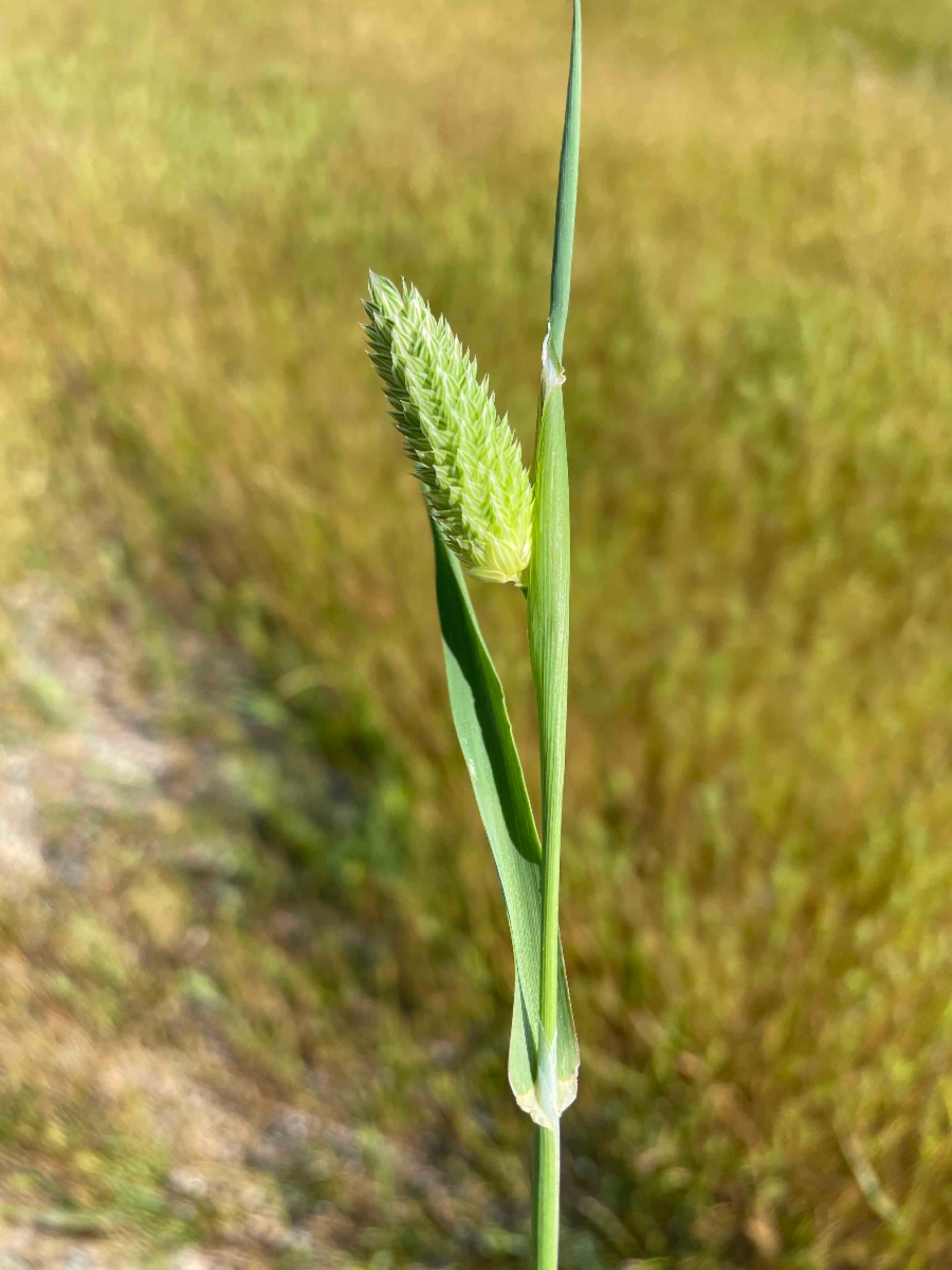 Phalaris aquatica