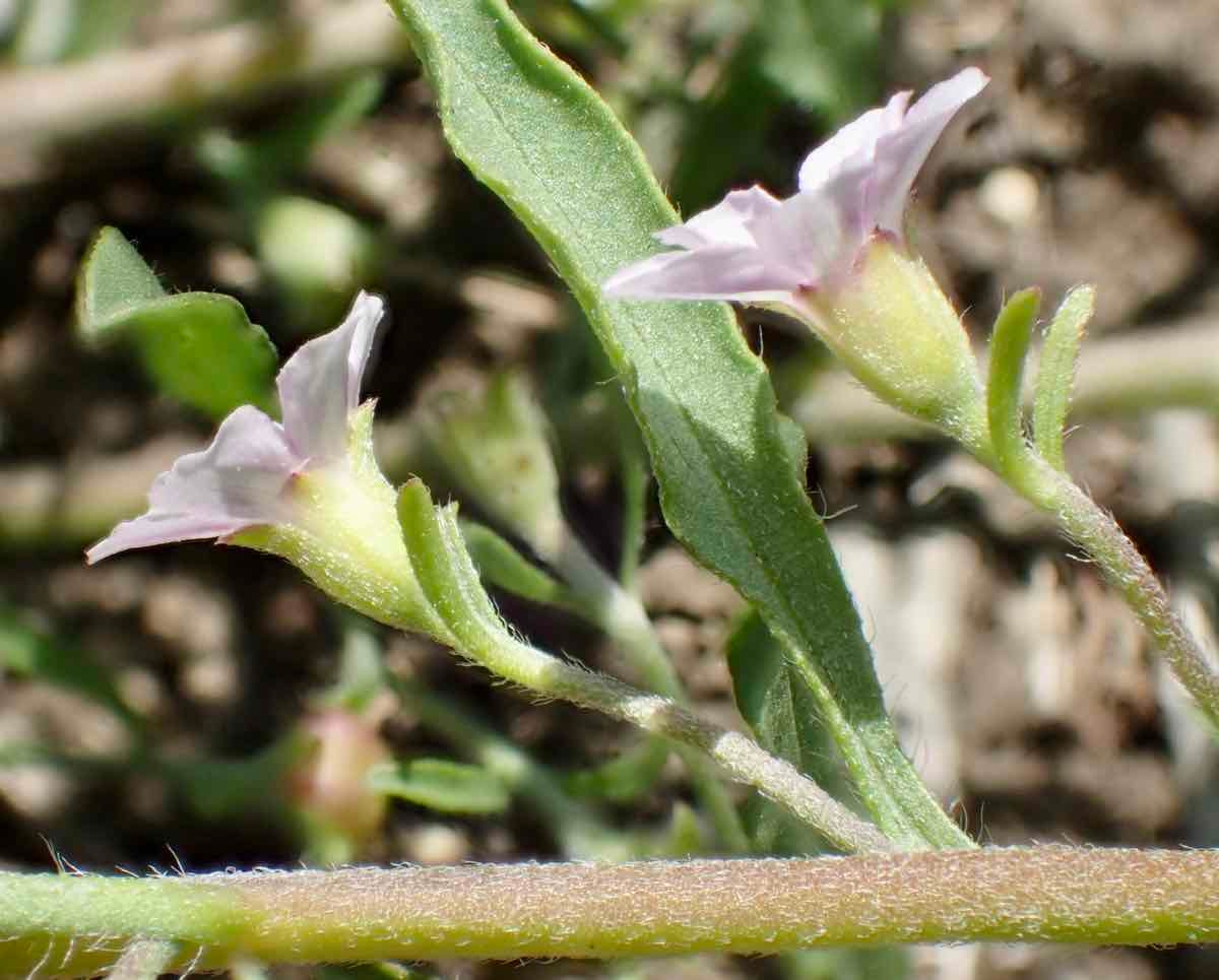 Convolvulus simulans