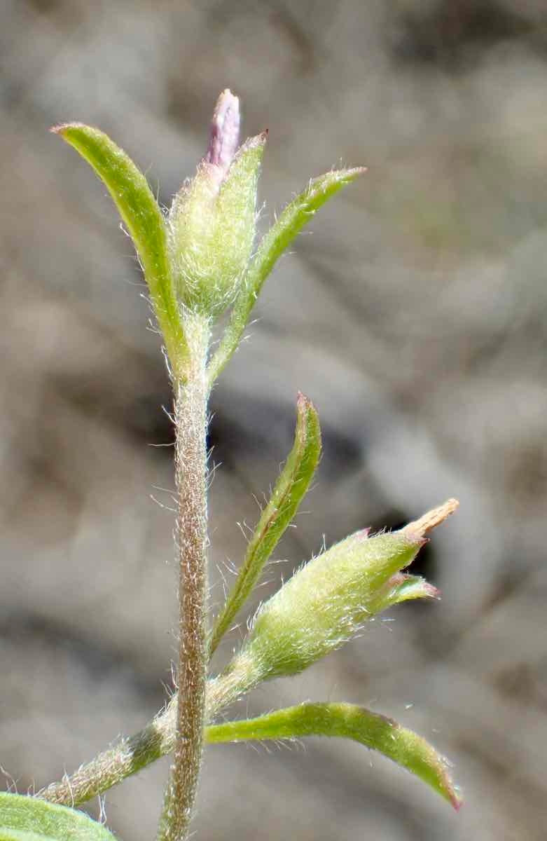 Convolvulus simulans