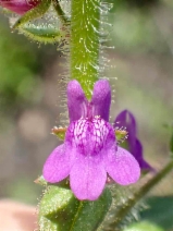 Antirrhinum nuttallianum ssp. subsessile