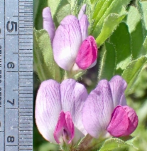 Vicia sativa ssp. sativa