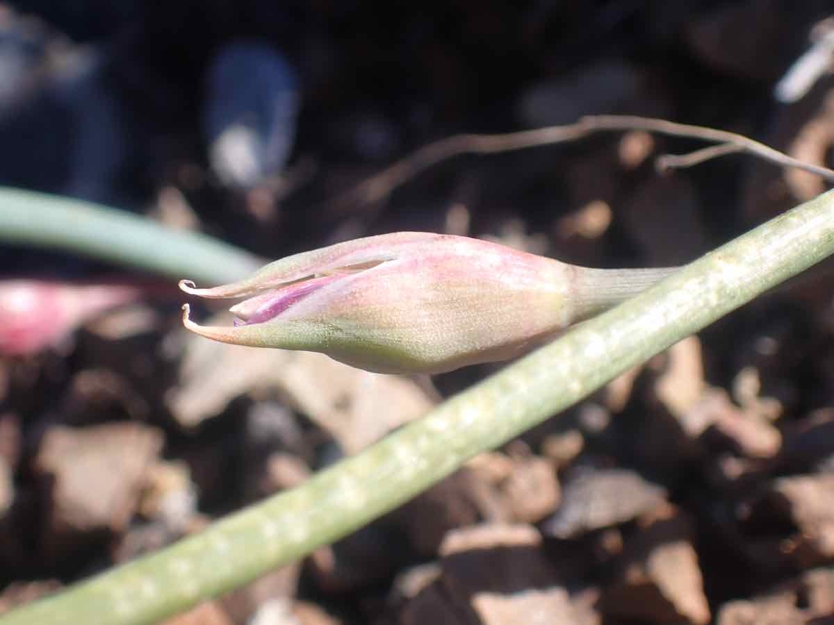 Allium sharsmithiae