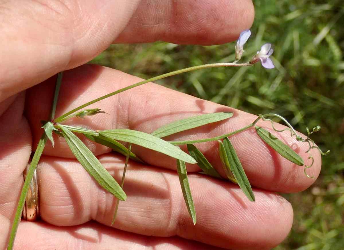 Vicia ludoviciana