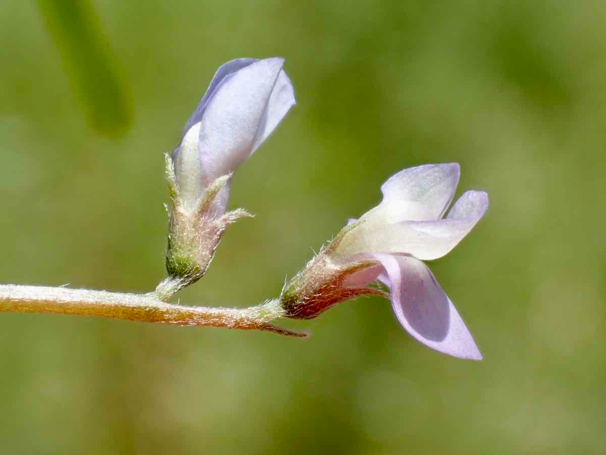 Vicia ludoviciana