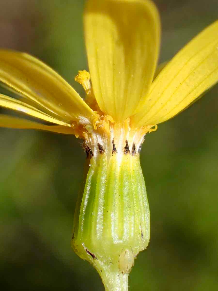 Senecio californicus