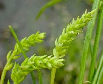 Lilaea scilloides