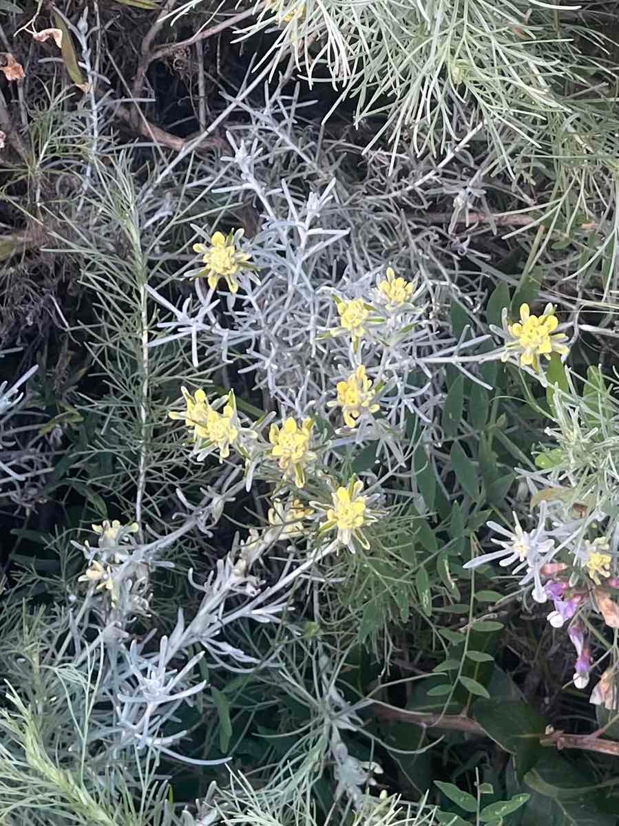 Castilleja hololeuca