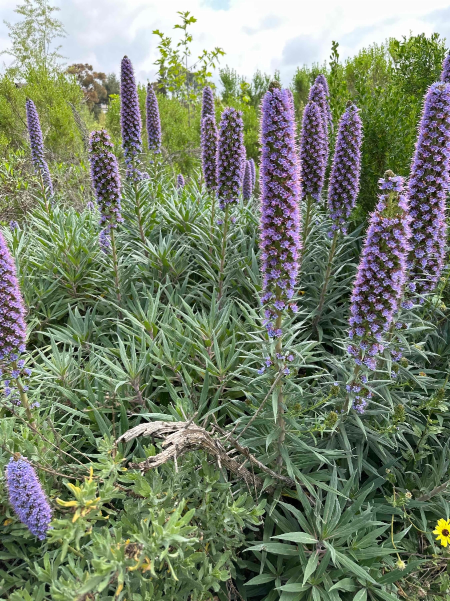 Echium candicans