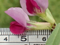 Vicia sativa ssp. sativa