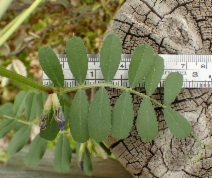 Vicia sativa ssp. sativa