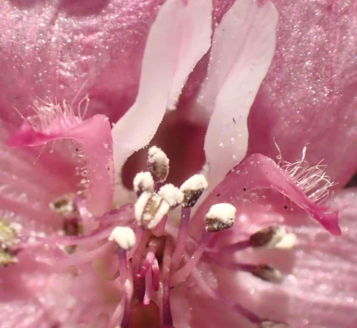 Delphinium purpusii