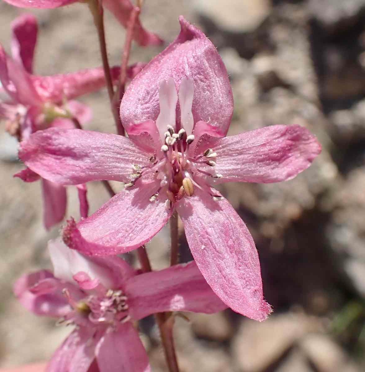 Delphinium purpusii