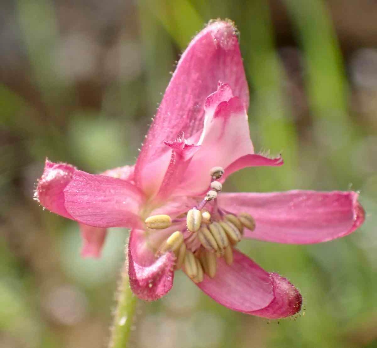 Delphinium purpusii