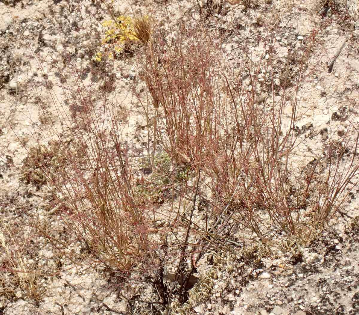 Muhlenbergia microsperma