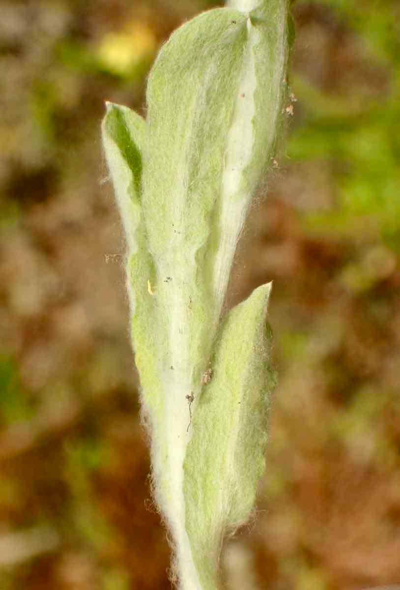 Gnaphalium palustre