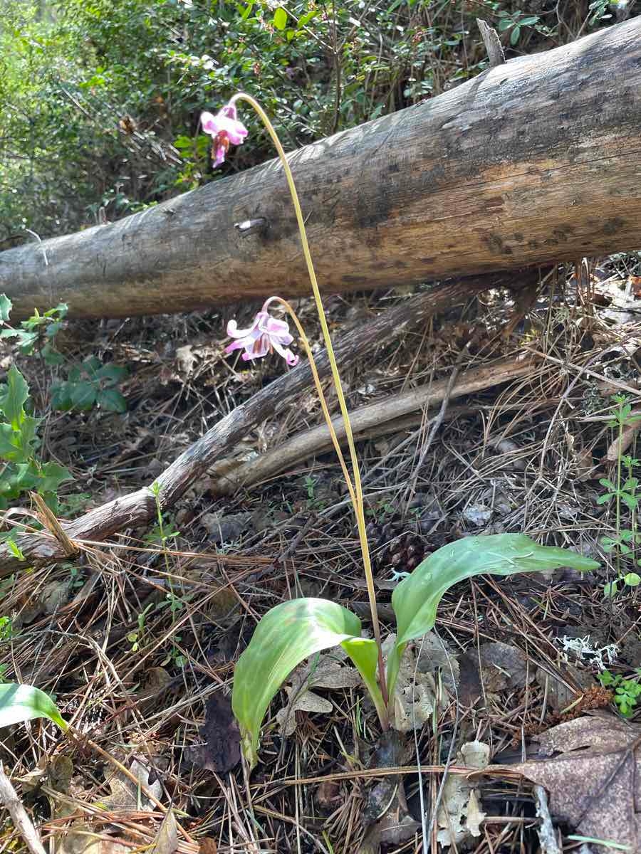 Erythronium hendersonii