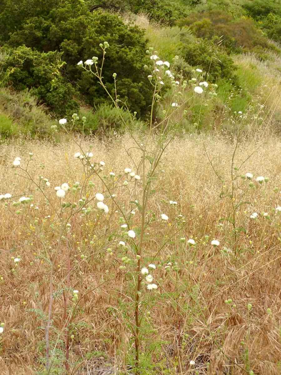 Chaenactis artemisiifolia