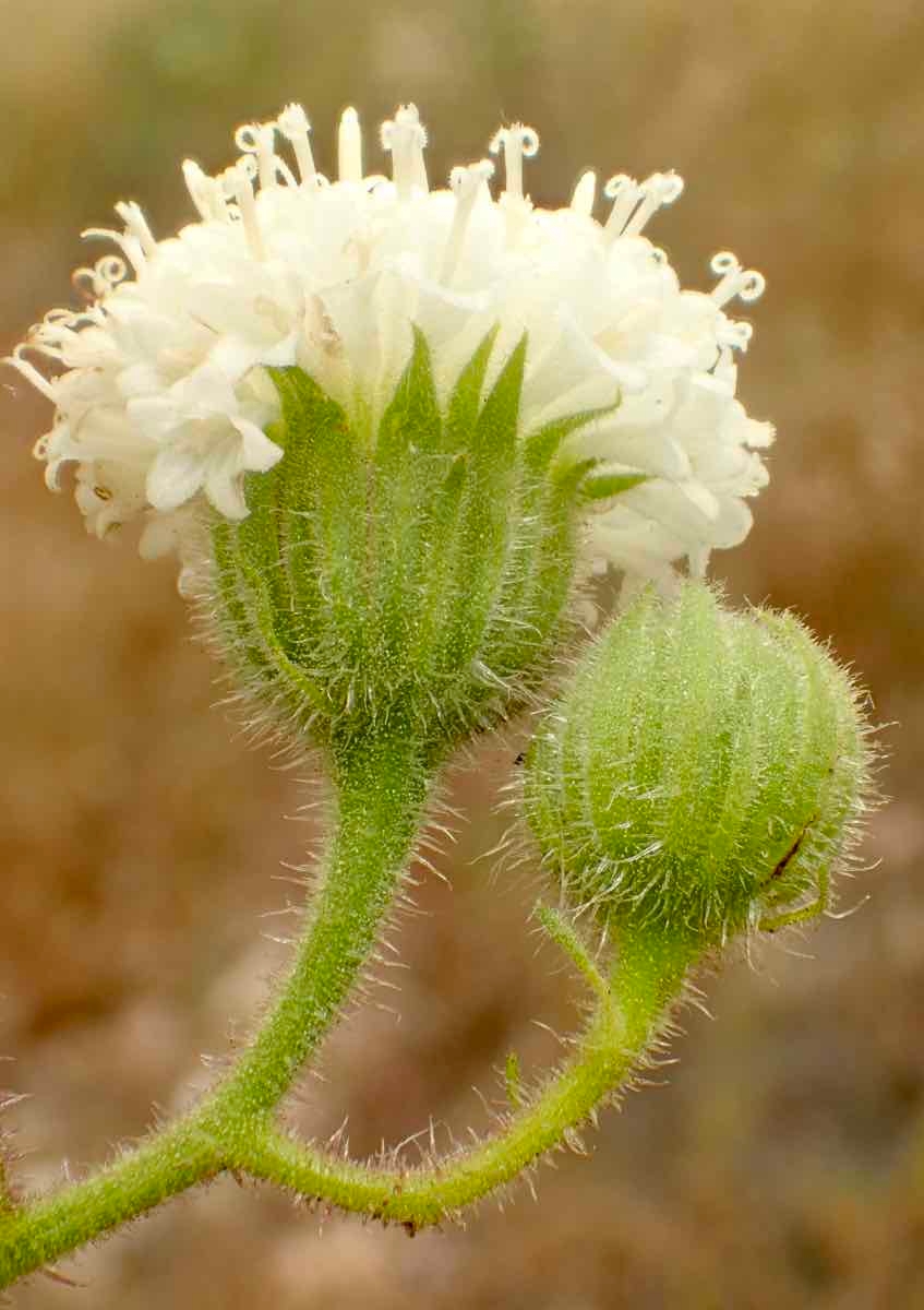 Chaenactis artemisiifolia