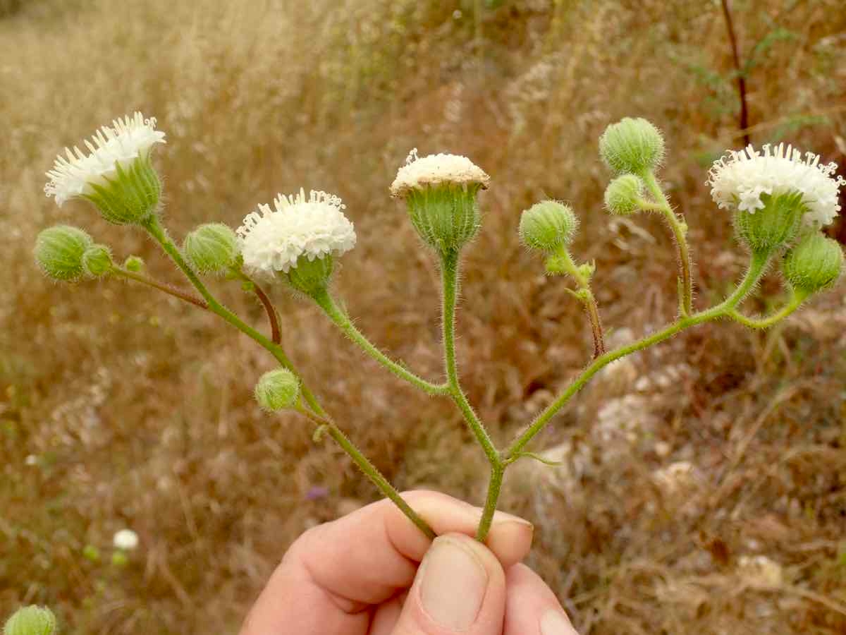 Chaenactis artemisiifolia