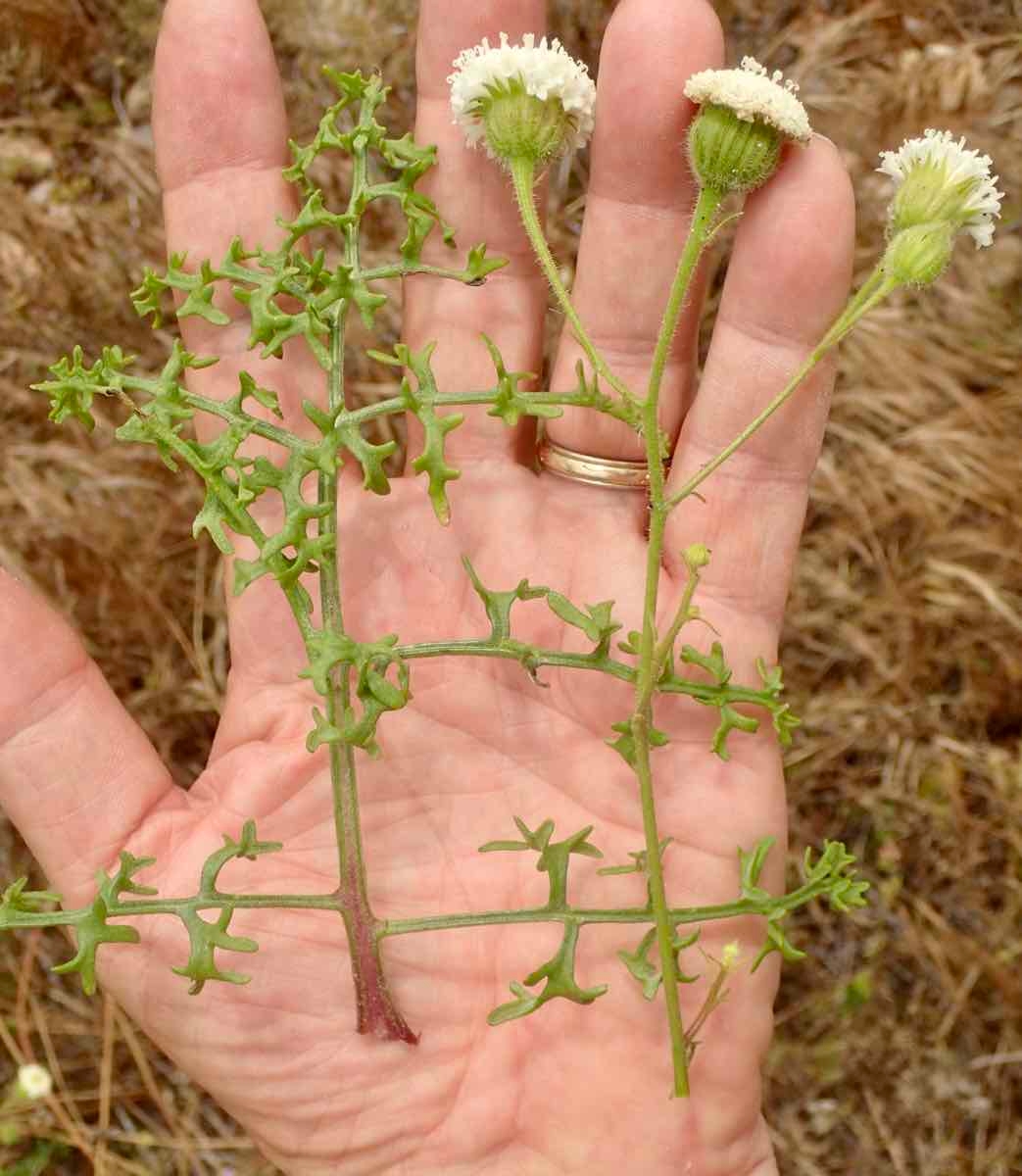 Chaenactis artemisiifolia