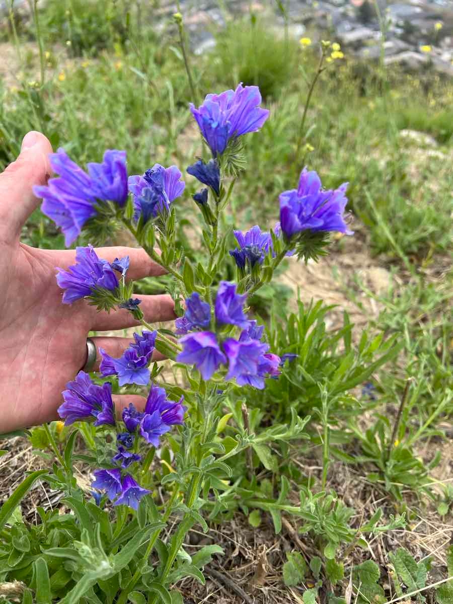 Echium plantagineum