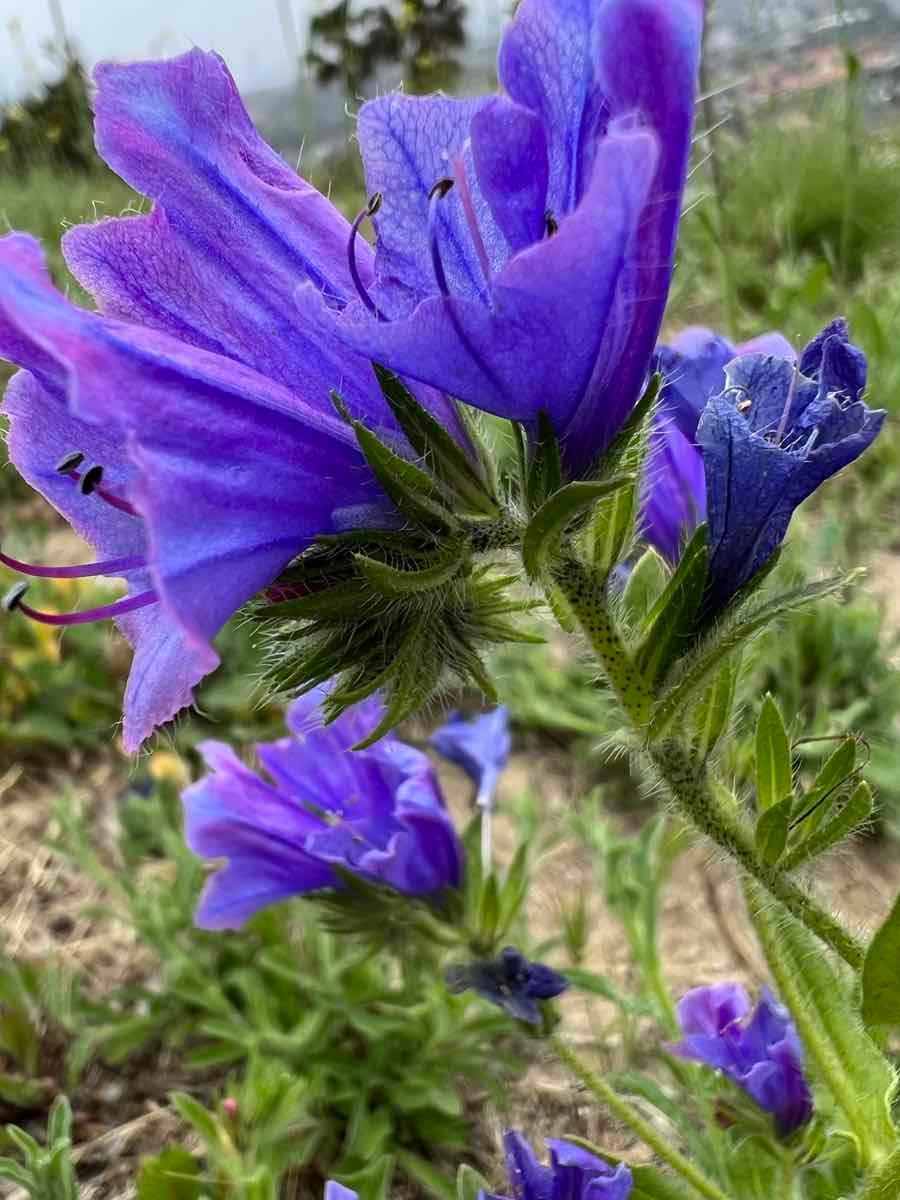 Echium plantagineum