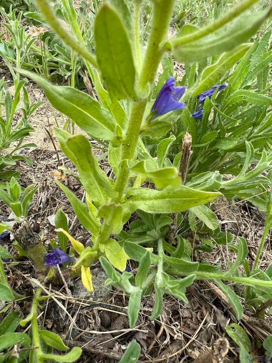 Echium plantagineum