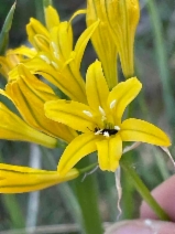 Triteleia crocea var. crocea