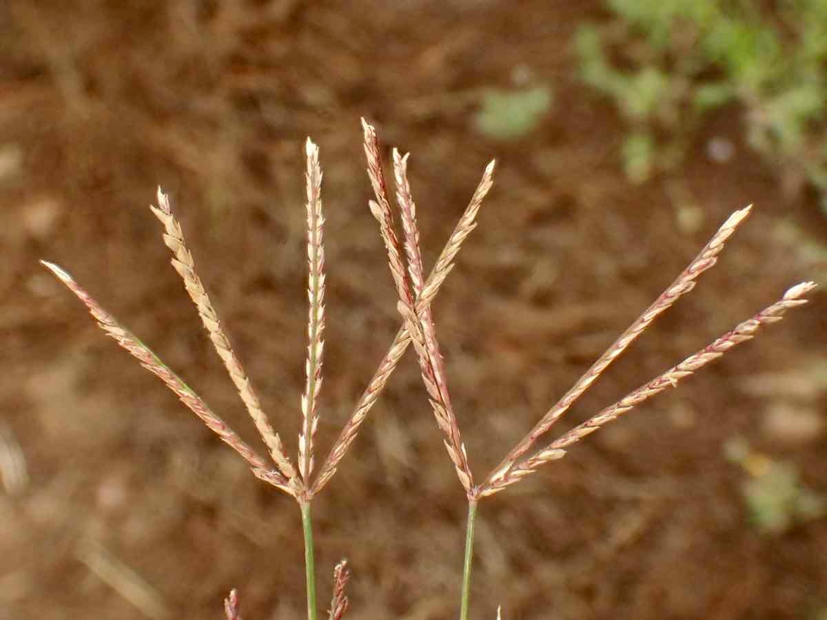 Cynodon dactylon