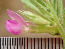 Vicia sativa ssp. nigra