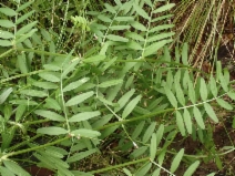 Vicia sativa ssp. nigra*