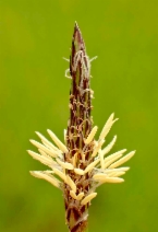Heleocharis palustris