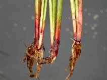 Heleocharis palustris